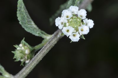 Lippia turbinata, photographed by aacocucci