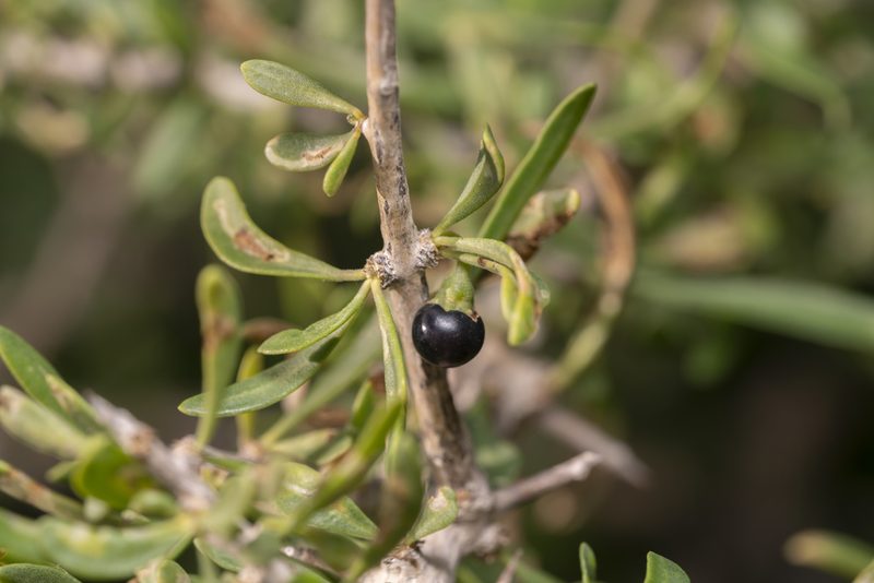 Lycium schweinfurthii, photographed by Eleftherios Katsillis