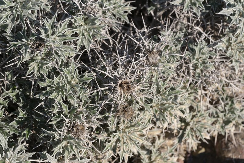 Carlina tragacanthifolia, photographed by Eleftherios Katsillis