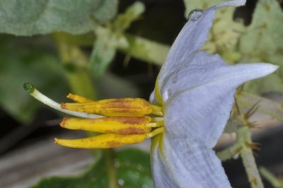 Solanum juvenale, photographed by aacocucci
