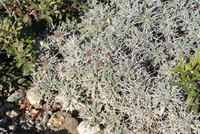 Carlina tragacanthifolia, photographed by Eleftherios Katsillis