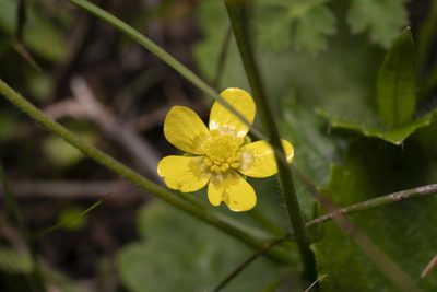 Ranunculus bullatus, photographed by Eleftherios Katsillis