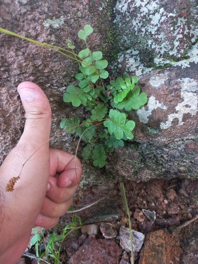 Anemia oblongifolia, photographed by Patrick Godoi