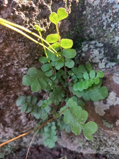 Anemia oblongifolia, photographed by Patrick Godoi