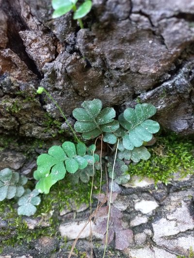 Anemia oblongifolia, photographed by Patrick Godoi