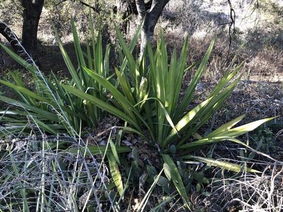 Furcraea foetida, photographed by Daniel S. Katz