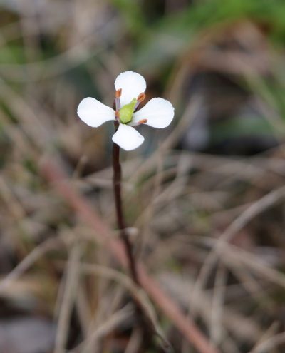 Bartonia verna, photographed by Kim