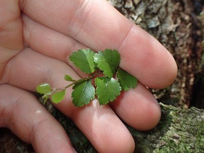 Nothofagus menziesii, photographed by Paul Bell-Butler