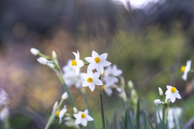 Narcissus tazetta, photographed by Eleftherios Katsillis