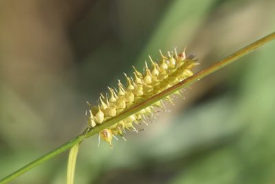 Carex utriculata, photographed by Braden J. Judson
