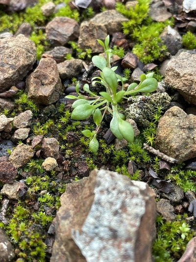 Stellaria nitens, photographed by Roger Raiche