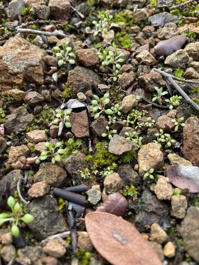 Stellaria nitens, photographed by Roger Raiche