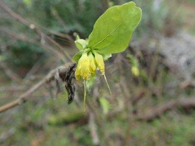Dirca occidentalis, photographed by joergmlpts