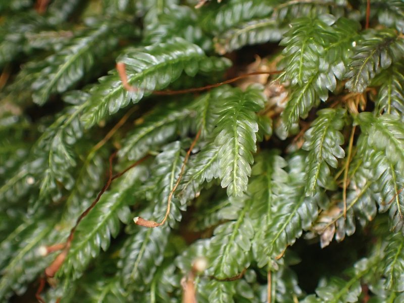 Rhizogonium distichum, photographed by Paul Bell-Butler