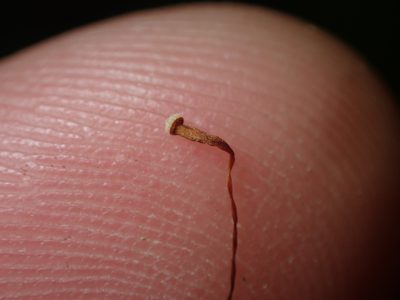 Rhizogonium distichum, photographed by Paul Bell-Butler