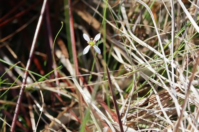 Bartonia verna, photographed by Lauren McLaurin
