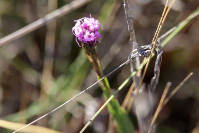 Carphephorus pseudoliatris