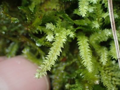 Racopilum cuspidigerum, photographed by Paul Bell-Butler