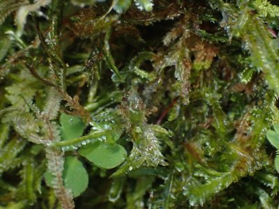 Margrethypnum falcifolium, photographed by Paul Bell-Butler