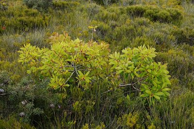 Persoonia levis, photographed by Max Campbell