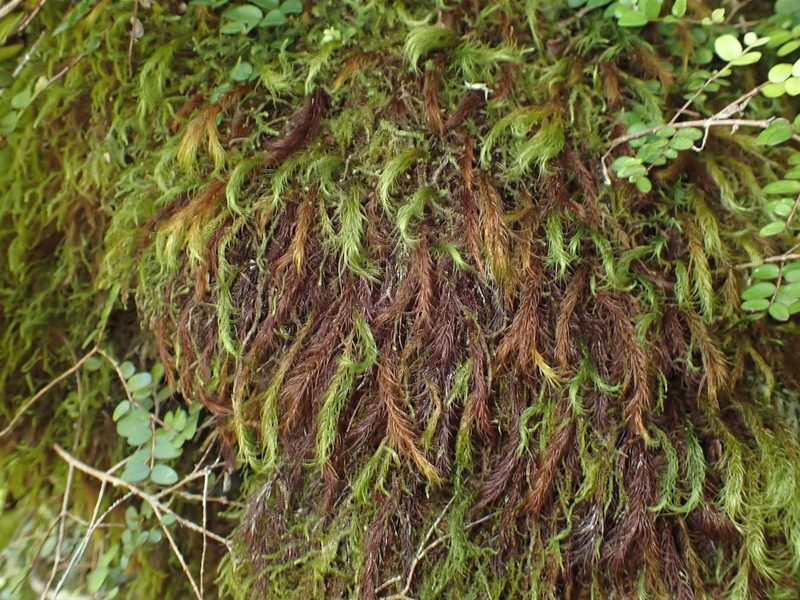 Cryptopodium bartramioides, photographed by Paul Bell-Butler