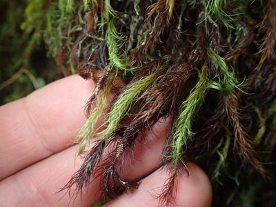 Cryptopodium bartramioides, photographed by Paul Bell-Butler