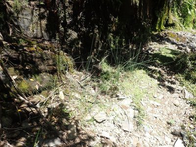 Juncus australis, photographed by Paul Bell-Butler