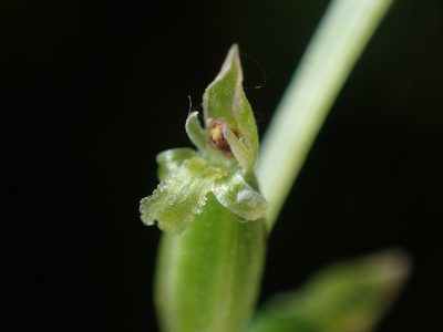 Microtis unifolia, photographed by Paul Bell-Butler