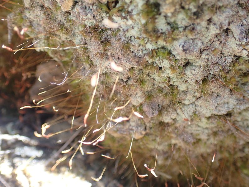 Pleuridium strictum, photographed by Paul Bell-Butler