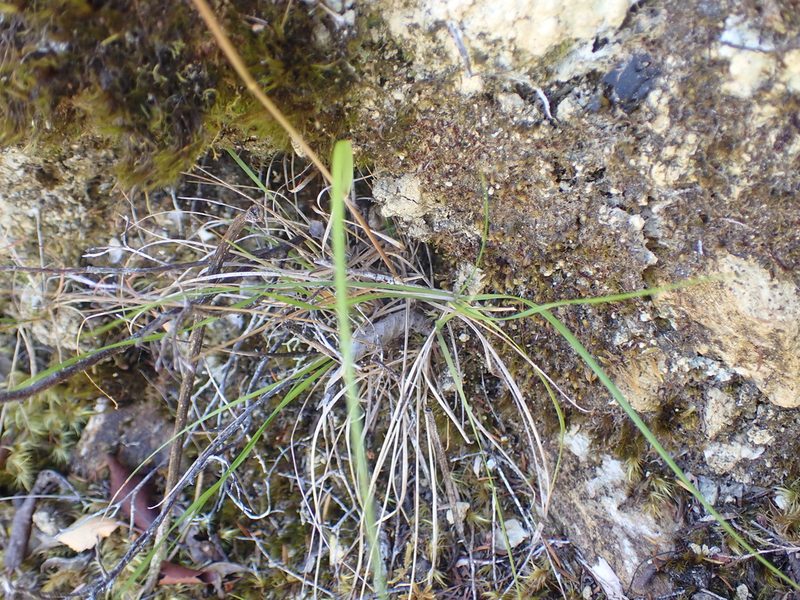 Rytidosperma gracile, photographed by Paul Bell-Butler