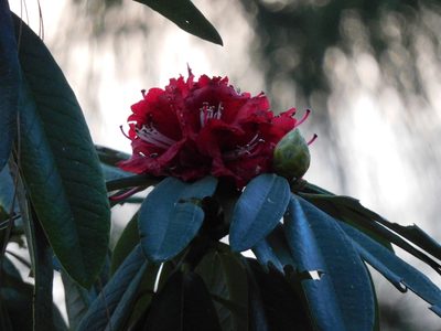 Rhododendron arboreum, photographed by Jagdish Singh Negi