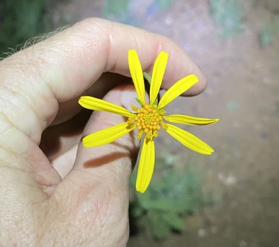 Apowollastonia spilanthoides, photographed by Greg Tasney