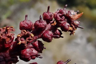 Dracophyllum traversii, photographed by Duncan Cunningham