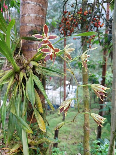 Oncidium mirandum, photographed by Daniel Mesa