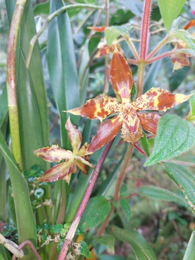 Oncidium luteopurpureum, photographed by Daniel Mesa