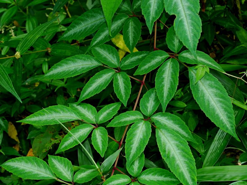 Pseudocayratia pengiana, photographed by Jacy Chen