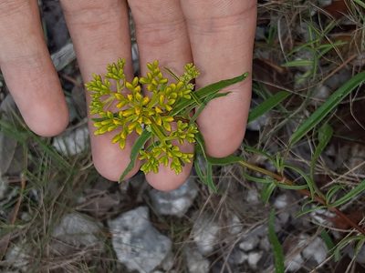 Flaveria linearis, photographed by Michael W Belitz