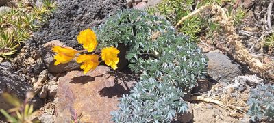 Tropaeolum polyphyllum, photographed by Darío De la Fuente