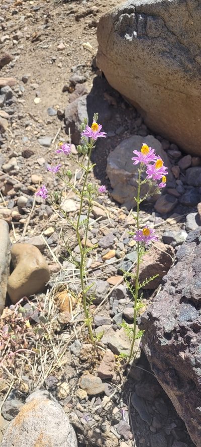 Schizanthus grahamii, photographed by Darío De la Fuente
