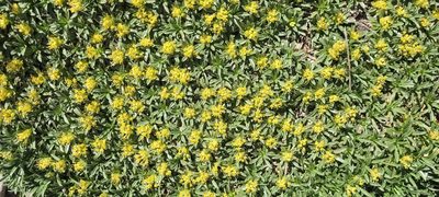 Azorella ruizii, photographed by Darío De la Fuente