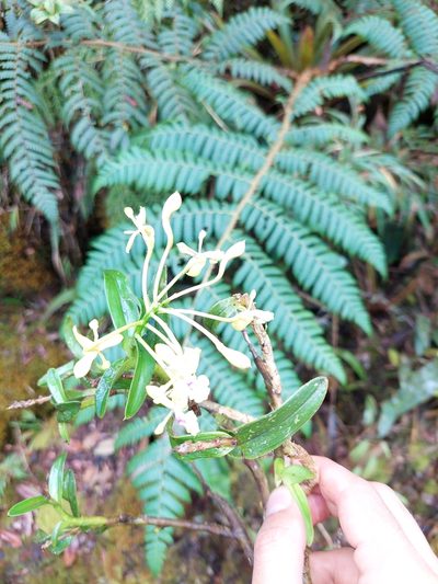 Epidendrum scytocladium, photographed by Daniel Mesa