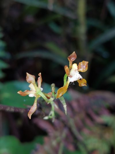 Cyrtochilum scabiosum, photographed by Daniel Mesa
