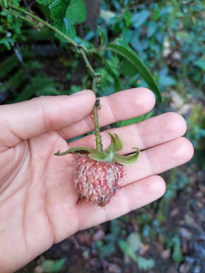 Rubus nubigenus, photographed by Daniel Mesa