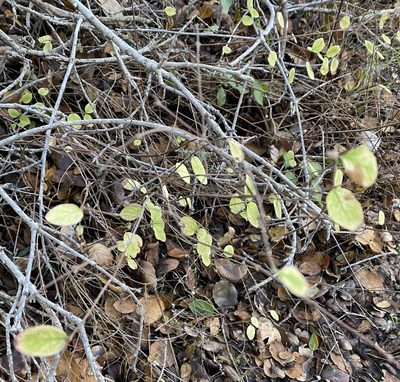 Symphoricarpos mollis, photographed by Rachel Whitt