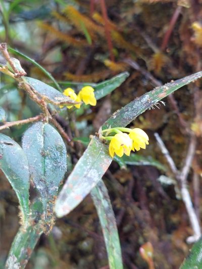 Scaphyglottis aurea, photographed by Daniel Mesa
