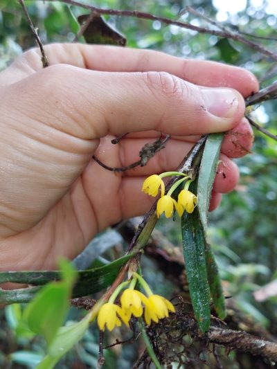 Scaphyglottis aurea, photographed by Daniel Mesa