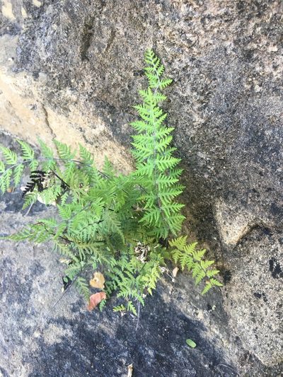 Notholaena lemmonii, photographed by Adam J. Searcy