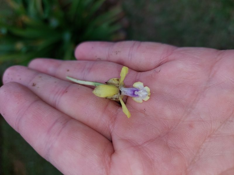 Epidendrum scytocladium, photographed by Daniel Mesa