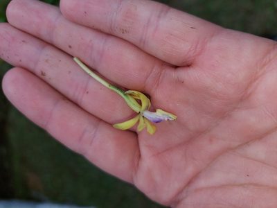Epidendrum scytocladium, photographed by Daniel Mesa