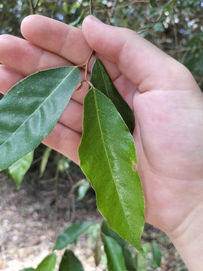Elaeagnus triflora, photographed by Matthew Borella